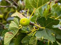 Feige an einem Baum in kleinem Garten